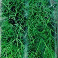 Купить Укроп Без зонта