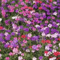 Купить Вербена многолетняя Леди Вервейн микс