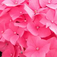 Купить Вербена ампельная Кварц ХР Пинк