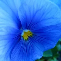 Купить Виола Голубой карбункул