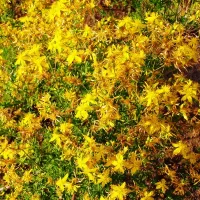 Купить семена Зверобой продырявленный Хворобой