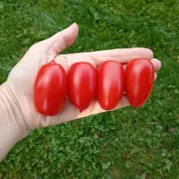 Купить семена Томат Брисколино