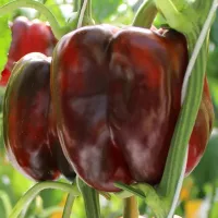 Купить семена Перец сладкий Будулай F1