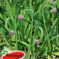 Купить семена Лук слизун Витаминная поляна