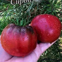 Купить семена томата Вишневый сироп коллекционный