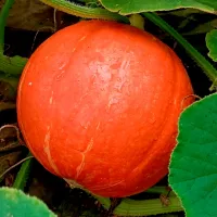 Купить семена Тыква Внучка