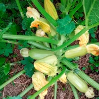 Купить семена Кабачок корнишонный Внучок