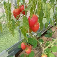 Купить семена Томат Миссис Шлаубах