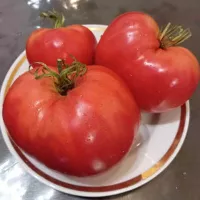 Купить семена Томат Миссис Шлаубах