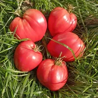 Купить семена Томат Миссис Шлаубах