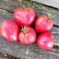 Купить семена Томат Миссис Шлаубах