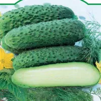 Купить семена Огурец Каминари КS 90 F1 (Китано сидс)