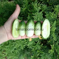 Купить семена Огурец Квирк F1 снековый бело-зеленый (мини огурец)