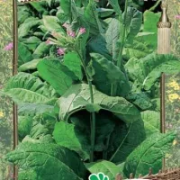 Купить семена Табак Гавана