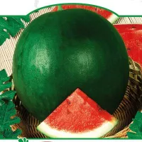 Купить семена Арбуза Мулат F1