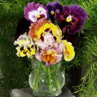 Купить семена Виола Мулен руж F1