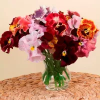 Купить семена Виола Мулен руж F1