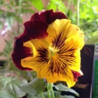 Купить семена Виола Мулен руж F1