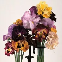 Купить семена Виола Мулен руж F1