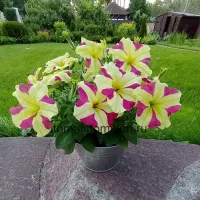 Купить семена Петуния Софистика лайм двухцветная