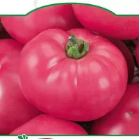 Купить семена Томат Пинк гарант F1 биф бессемянный