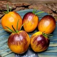 Купить семена томата Рыжая комета Софии