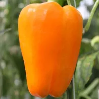Купить семена Перец сладкий Рыжий кот F1