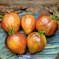 Купить семена Сладкая Карамель Софии