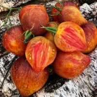 Купить семена Сладкая Карамель Софии