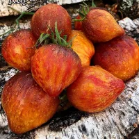 Купить семена Сладкая Карамель Софии