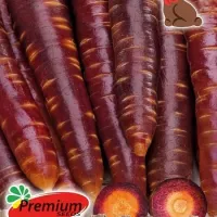 Купить семена Морковь Шоколадный Заяц