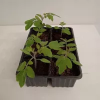 Купить семена Подвой Эмперадор F1