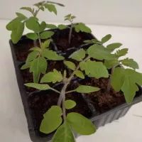 Купить семена Подвой Эмперадор F1