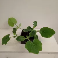 Купить семена Подвой Ферро F1 для томатов, баклажан, огурцов, арбузов Rijk Zwaan