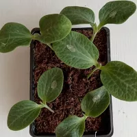 Купить семена Подвой РС 841 F1 Seminis для огурцов и арбузов