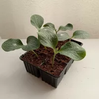 Купить семена Подвой РС 841 F1 Seminis для огурцов и арбузов