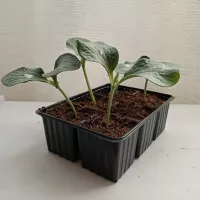 Купить семена Подвой РС 841 F1 Seminis для огурцов и арбузов