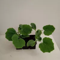 Купить семена Подвой Кобальт F1 для огурца, дыни, арбуза Rijk Zwaan