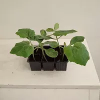 Купить семена Подвой Рутпауэр F1 Sakata для арбуза, дыни