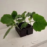 Купить семена Подвой Шинтоза F1 для томатов, баклажан, огурцов, арбузов Nunhems