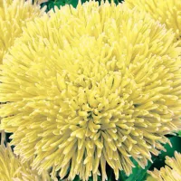 Купить семена Астра Джувел гигантская Хелиодор