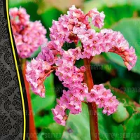 Купить семена Бадан Тихоокеанский