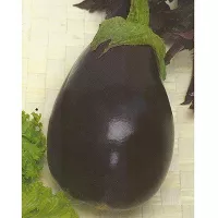 Купить семена Баклажан Галинэ F1