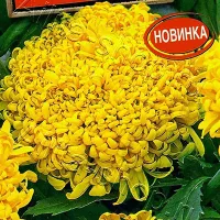 Купить семена Бархатцы Хризантема Голд прямостоячие махровые