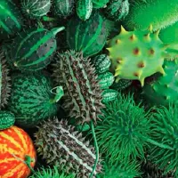 Купить семена Бешеный огурец (момордика) 8 чудес (индийский огурец)