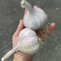 Купить Чеснок озимый Богатырь