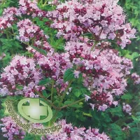 Купить семена Душица Розовая Фея