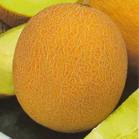 Купить семена Дыня Айкидо