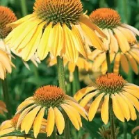 Купить семена Эхинацея Парадизо желтая многолетняя