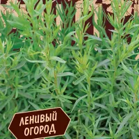 Купить семена Эстрагон Маленький дракон